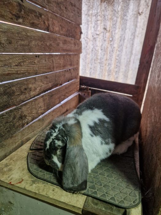 3 femele berbec german