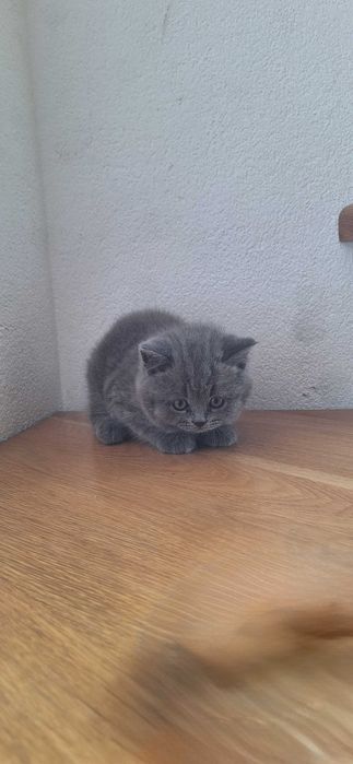 Pisici british american
