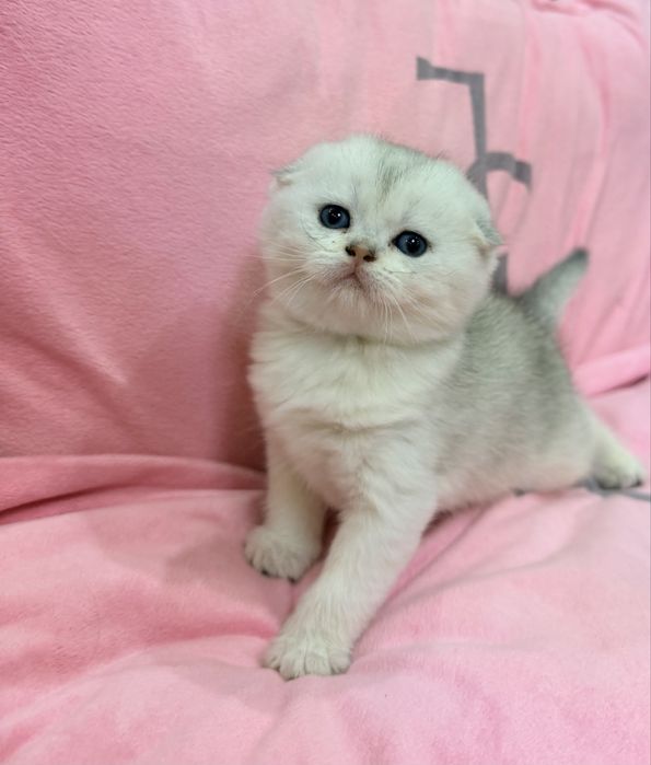 Шотланский скоттиш фолд ! Шиншилла серебро!