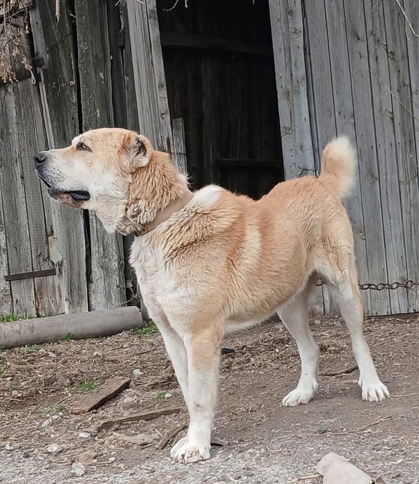 Собака на вязка шымкент