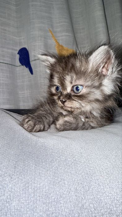 Отдам котят веселые ласковые