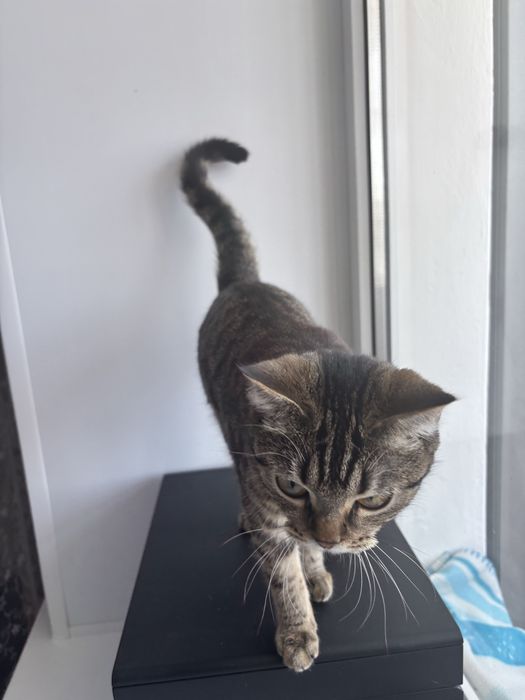 Отдам кошку в добрые руки