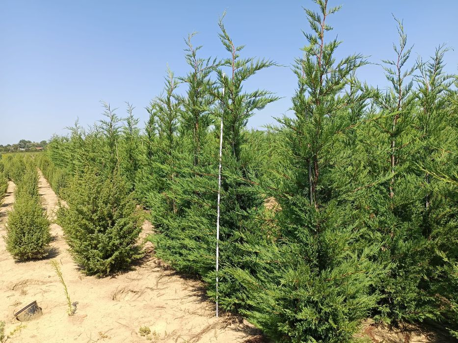 Plante ornamentale la cele mai bune prețuri