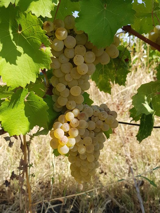 Vand teren cu vita de vie (SAUVIGNON BLANC) langa URLATI PRAHOVA zona viticola DEALU MARE