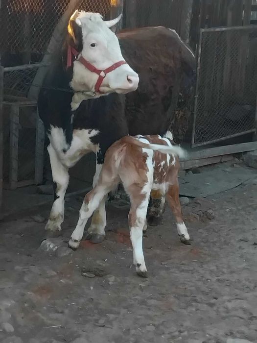 Vând junică la prima fatare garantată