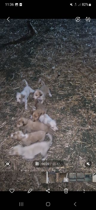Тазы кушиктер сатылады