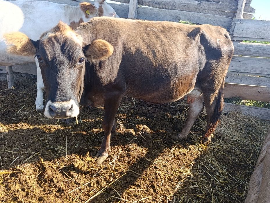 Продам две дойных коровы