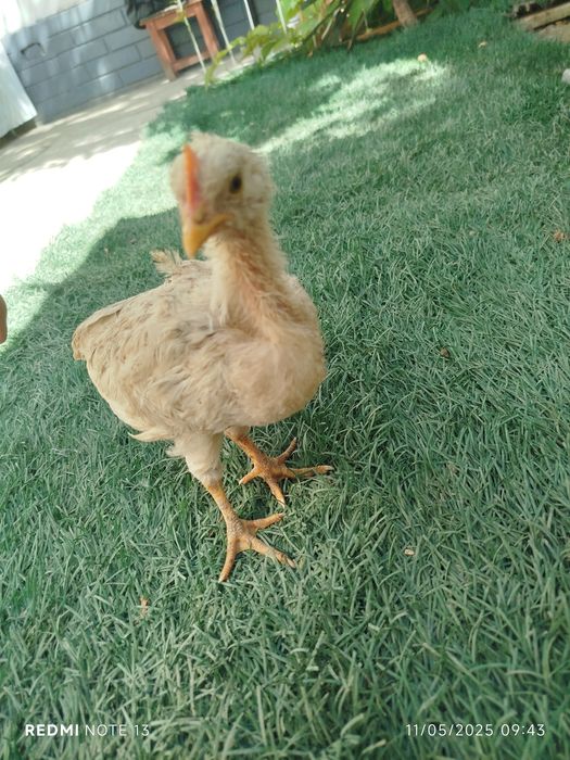 Jojalar sotiladi Toshkent Shahar Shayxontohur tumani narxi 20.000 sõm