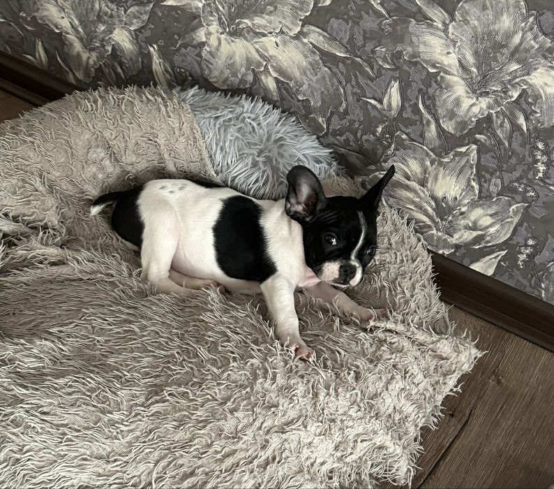 Французский бульдог