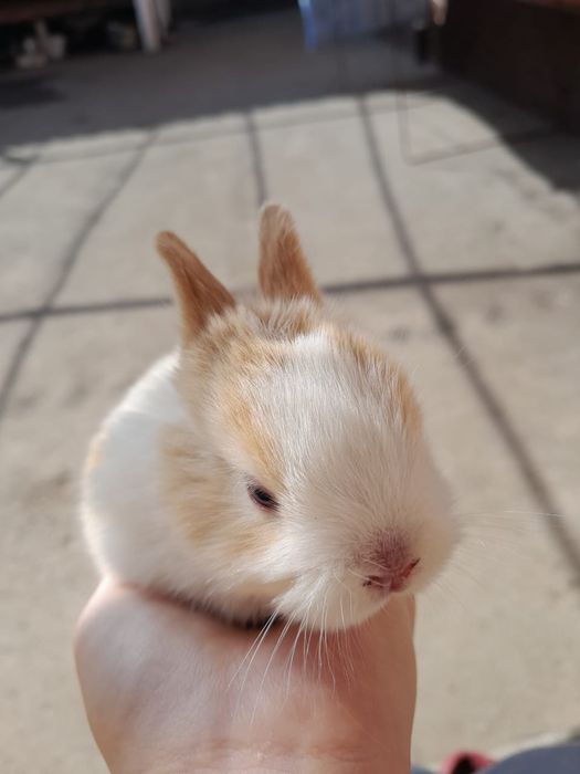 Кролики көжектер