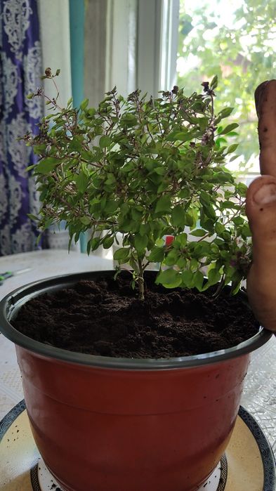 Базиликовое деревце