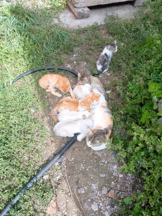 Котята в добрые руки
