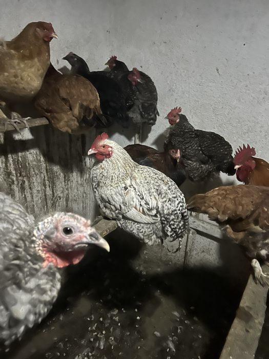 Петушки молодые разные