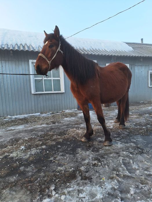 Продам кобылу 5лет