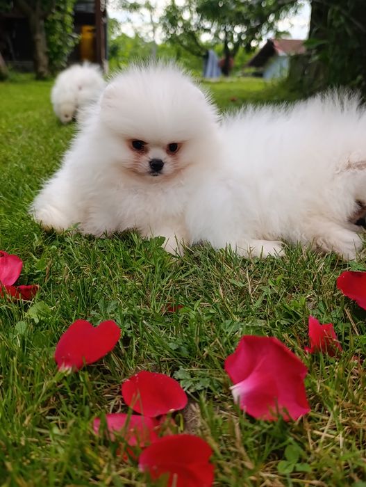 Pomeranian mini toy femela
