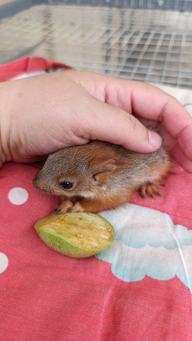 Olmaxon bolasi sotiladi