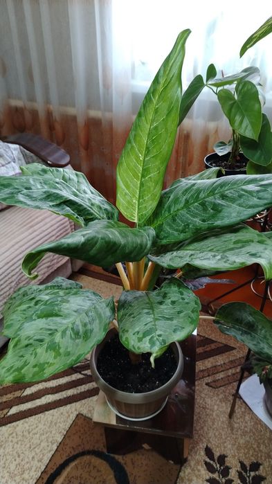 Продам комнатный цветок
