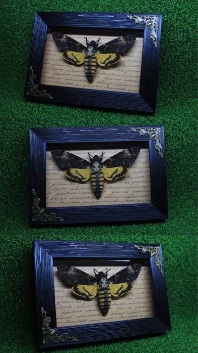 Бабочки в рамке оформленные
