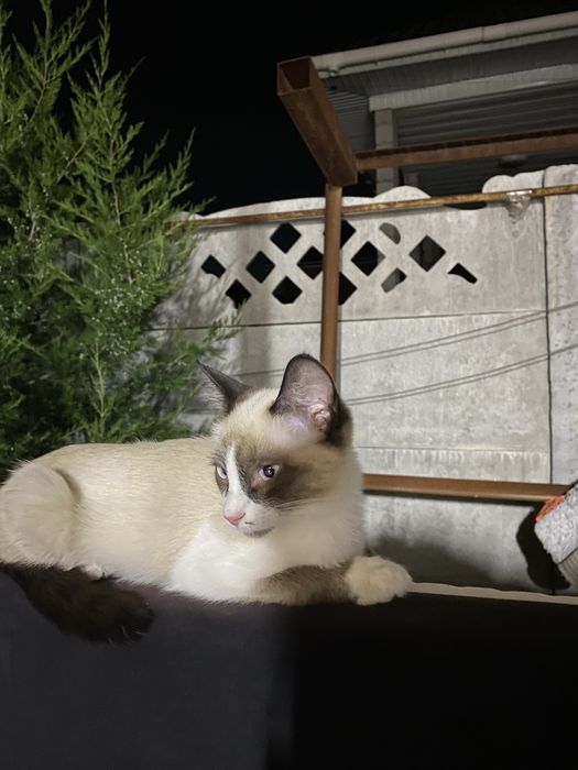 Кошка девочка 7 месяцев