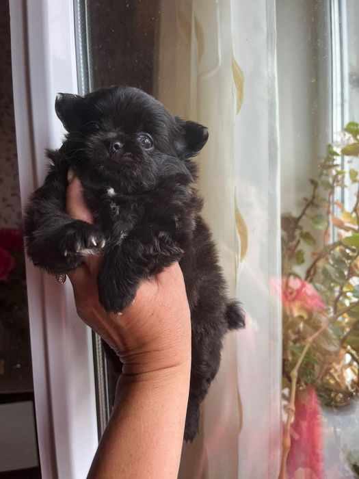 Помчи щенки готовы к переезду
