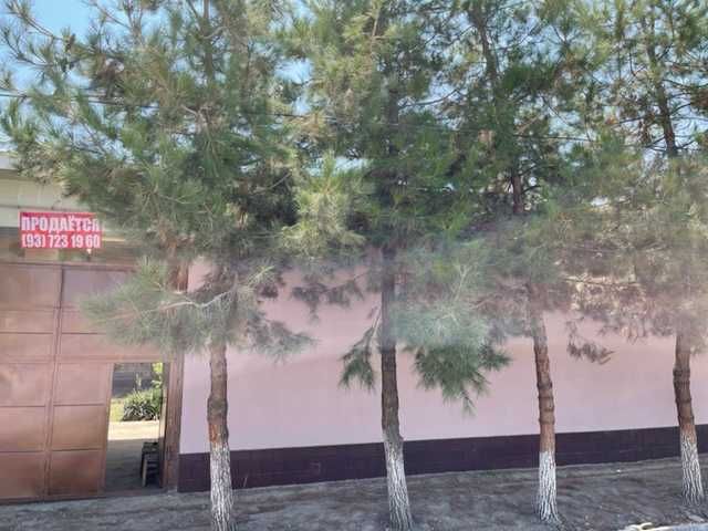 Kim Pen Xva, Tayyor hovli sotiladi, 6 sotix !     金品花 · 出售现成庭院，6亩！