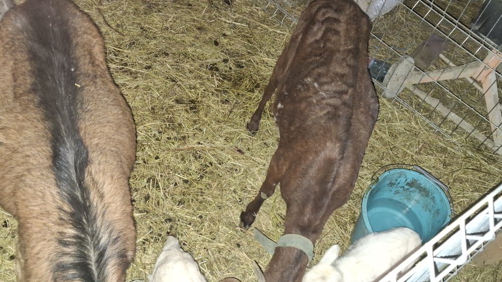 Vând 2 capre fatate