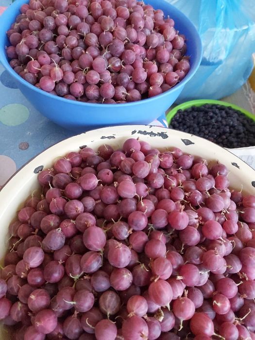 Саженцы крыжовника