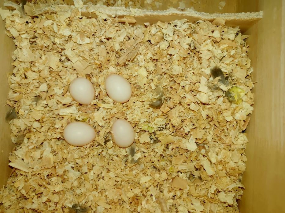 Ручные кореллы семья