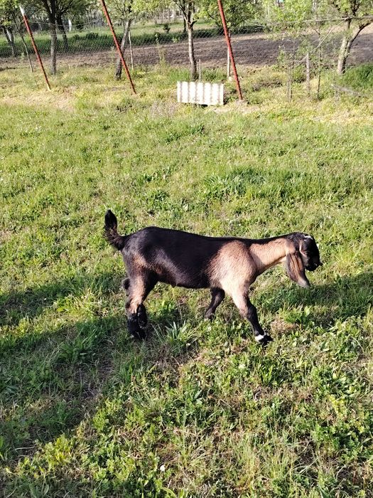 Tapisor anglo nubian de vânzare