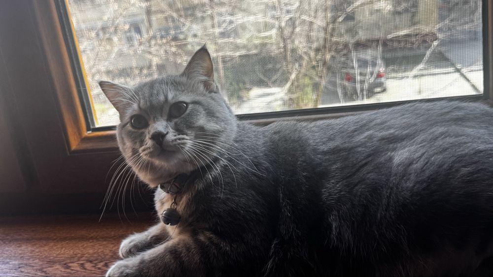 Кому нужен кот на вязку.Очень Добрый,красивый