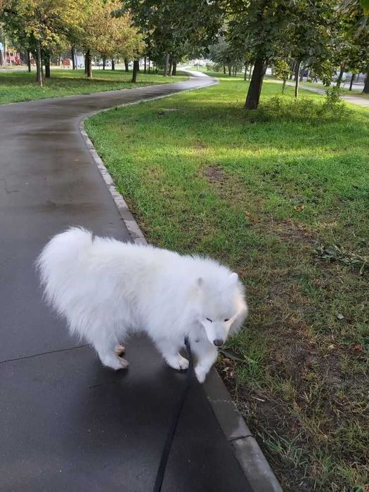 Самоедская Лайка