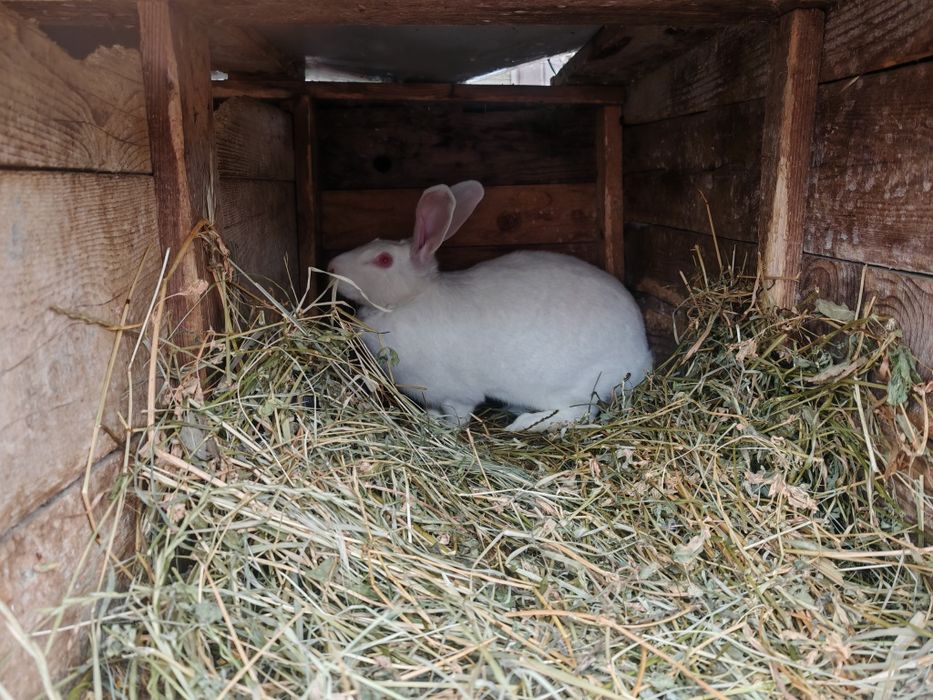 Iepuri de casa de dat