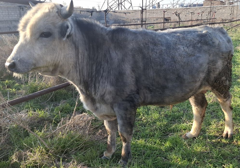 Швет навослар сотилди 2та бир жойда буйи 130дан зиёд , соглом 100%