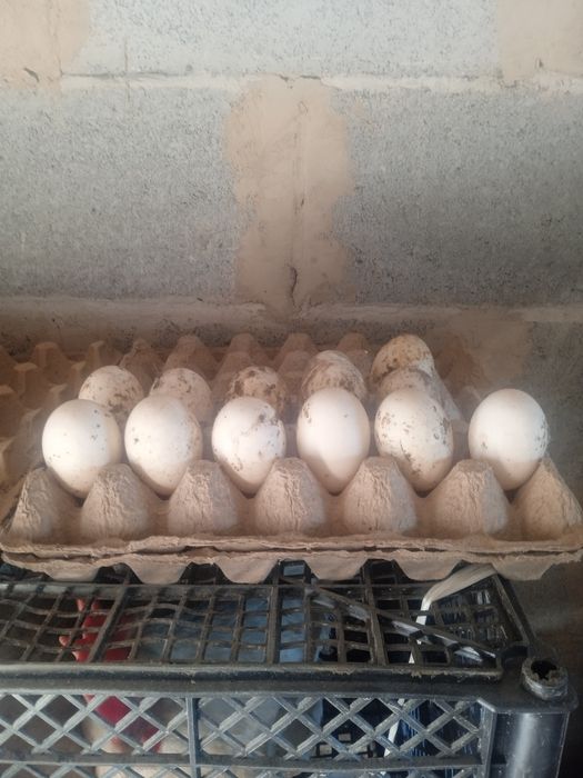 Продам инкубационые утиное яицо