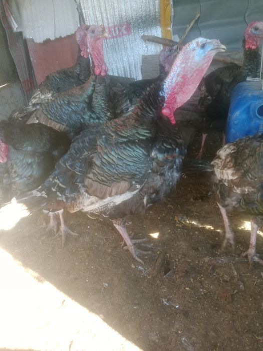 Индюков гибрид продам