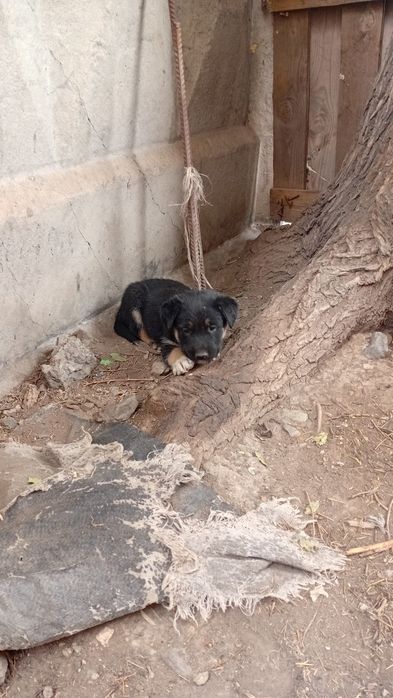 Отдам в хорошие руки