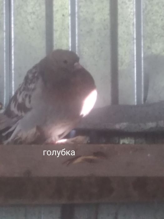 Голуби прошлогодние