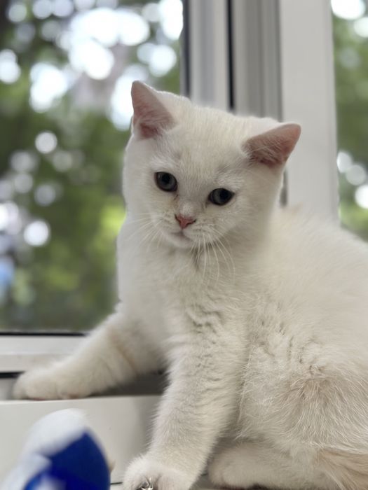 Котенок