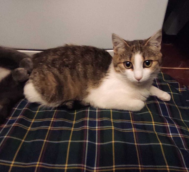 Маленькая кошечка