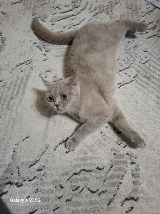 Сотилади срочно мушукча