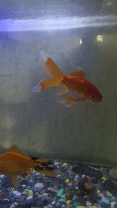 З о л о т ы е рыбки