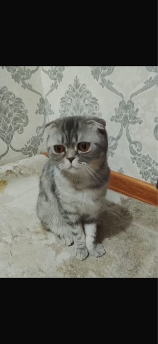 Шодландски кошка