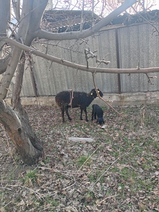 Продам баран с ягненком