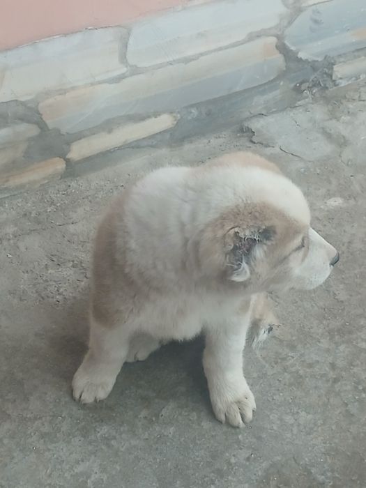 Алабай еркак  ...