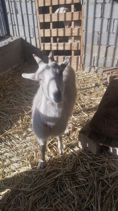 Ешки сатылады! Жагдайы жаксы