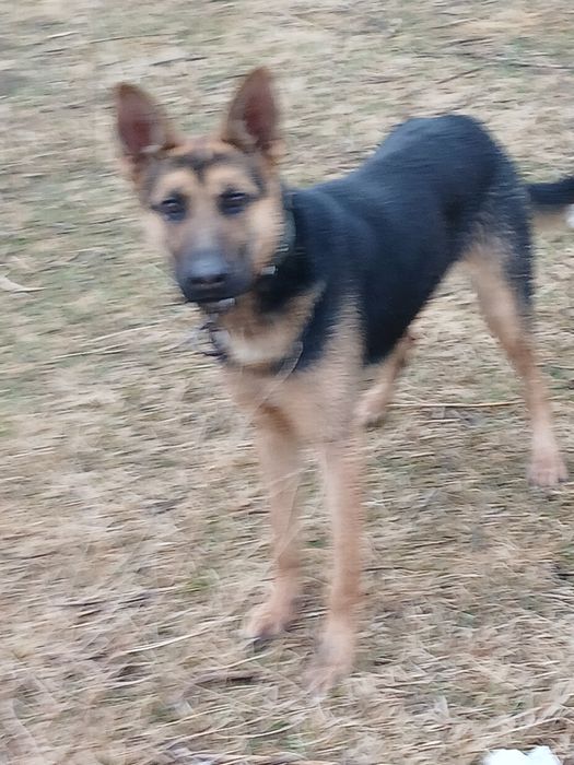 Авчарка сатылады