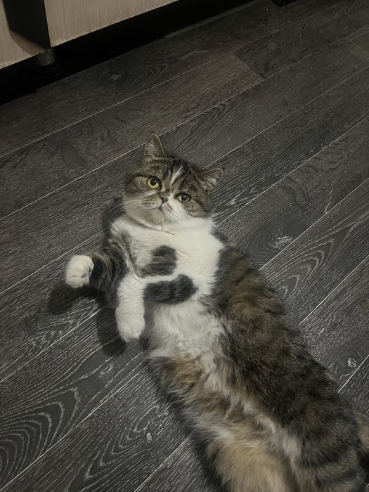 Кошка ищет жениха