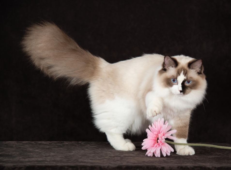 регдолл котик от шикарных родителей