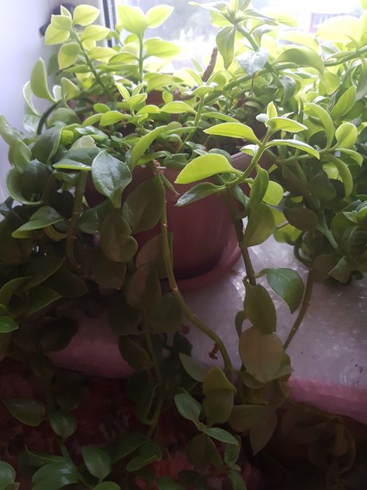 Цветы домашние разные