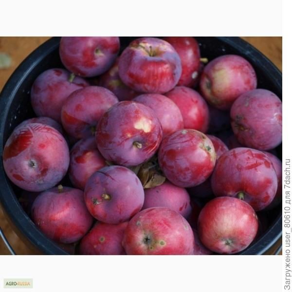 Яблоня сорт цыганка